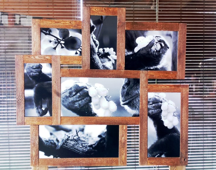 elsmonosdelavinyeta amb nova foto